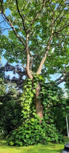 Baumbestand Familienhaus mit traumhaftem Garten - Beste Lage in Weilburg!