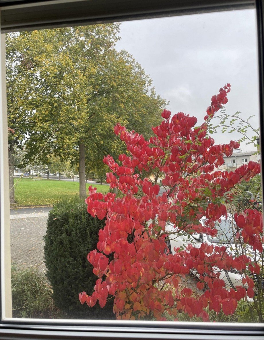 Blick nach drau�en Einfamilienhaus Limburg